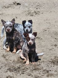 healer puppys for sale