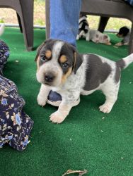 Healer Beagle mix puppies for sale