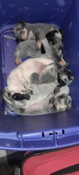 Full blooded blue heeler, 4 boys, 2 girls adorable with great personal