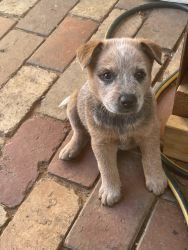 Red and Blue Heeled Puppies for Sale