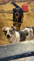 Dogs to rehome