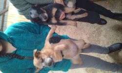 heeler pups and one adult for sale