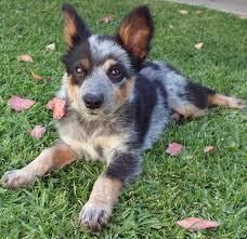 australian cattle dog puppies for sale