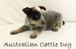 Our Australian Cattle Dog