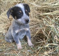 Australian Cattle Dog Puppies for Sale