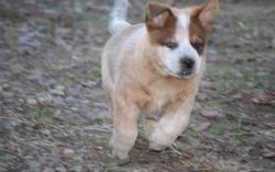 Australian Cattle puppies for sale