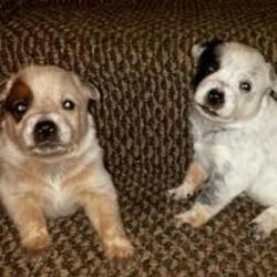 Gorgeous Male And Female Australian Cattle Pups