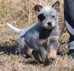 House-trained Australian Cattle Dog Puppies