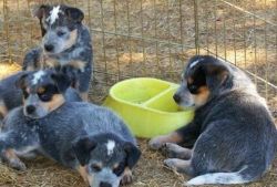 Males and Females Blue Heeler Puppies
