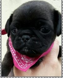 nice vet pug available now
