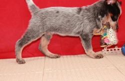 Australian Cattle Dog for a re-home