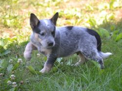 Australian Cattle Dog puppies with lovely colors