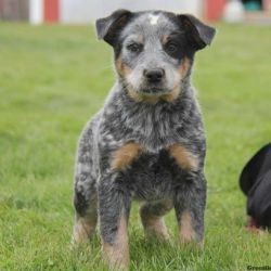 Blue Heeler – Australian Cattle Dog Puppies For Sale