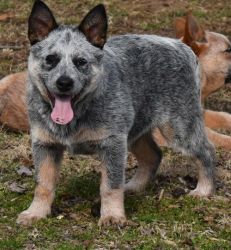 Perfect top quality Australian Cattle Dogs