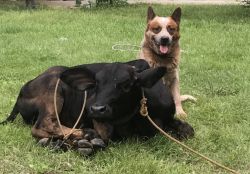 AKC Registered Australian Cattle Dogs