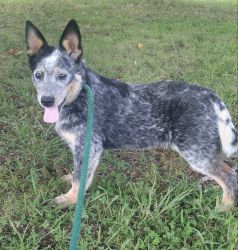 Bison Ridge blue and red heelers