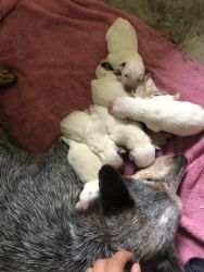 Blue Heeler Puppies for sale