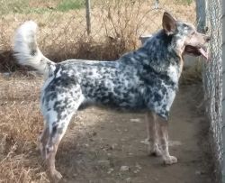 Bison Ridge blue and red heelers