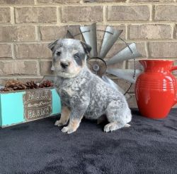 Australian Cattle Dog Puppies for Sale.