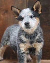 Australian Cattle puppies for sale