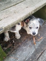 Red and Blue Australian Cattle Dogs