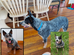 Cattle dog for sale
