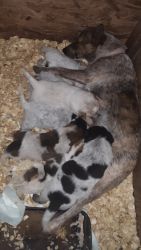 Red and blue heeler puppies. Family farm dogs