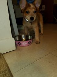 Cattle dog puppy for sale low price all items included