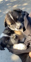 Australian cattle puppies for sale