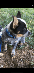 Blue Heeler Puppy Looking For A New Home