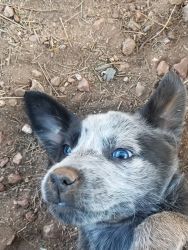 Cattle dog puppies for sale