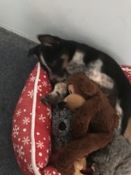 Aussie Cattle Dog puppy for sale