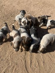 Australian cattle dogs puppies