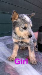 Pure cattle dog puppies