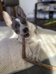 Frankie! Adorable blue heeler-Pomsky pup