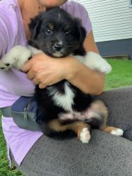Australian Shepard puppy