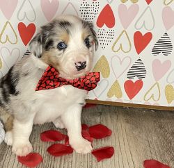 Aussie Collie Puppies for sale!