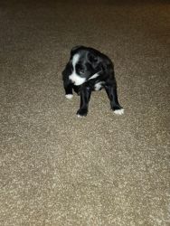 Aussie/border collie pups will be ready in 3 weeks for homing
