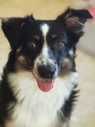 Finding a home for a7 month puppy