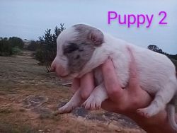 For sale border collie Australian shepherd mix puppies