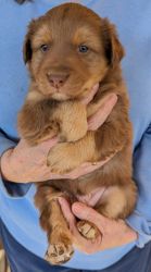 Aussie-Border Collie mix puppies for sale in Indiana