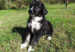 Aussiedoodle Puppies for Sale