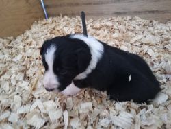 Beautiful puppies available