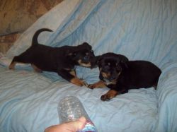 Glorious Kelpie puppies with all shots till date