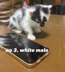 6 weeks kitten, $150