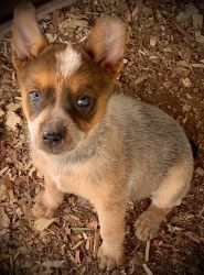 2 Red Heelers for sale!