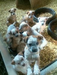 Red heelers puppies great valentime gift