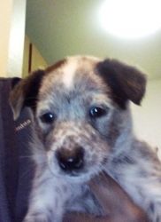 Blue and red Heeler puppies for sale