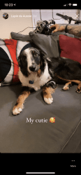 9 month old pure breed miniature Australian