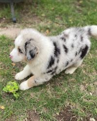 Australian shepherd puppies for sale